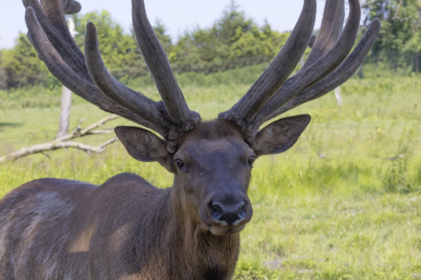 麋鹿（Cervus canadensis）图片下载