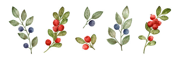 水彩套森林野生浆果。蓝莓和蔓越橘。孤立在白色背景。夏秋丰收。图片下载