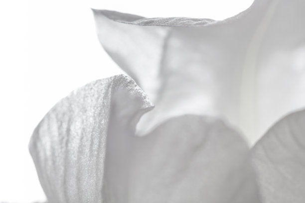 白色鸢尾花图片下载