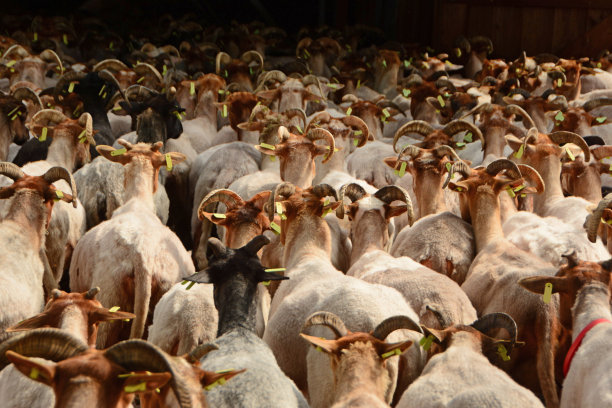 羊群的后视图。图片下载