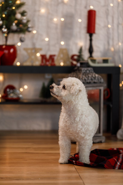 圣诞气氛中可爱的比雄犬图片下载