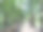 热带棕榈叶背景，特写椰子棕榈树图片下载