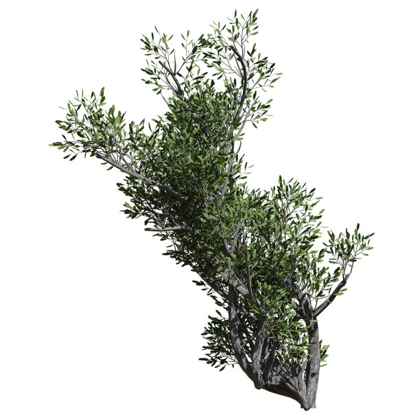 幻想树3d插图孤立在白色背景图片下载