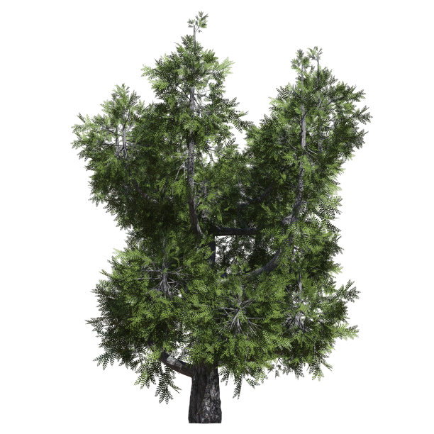 幻想树3d插图孤立在白色背景图片下载