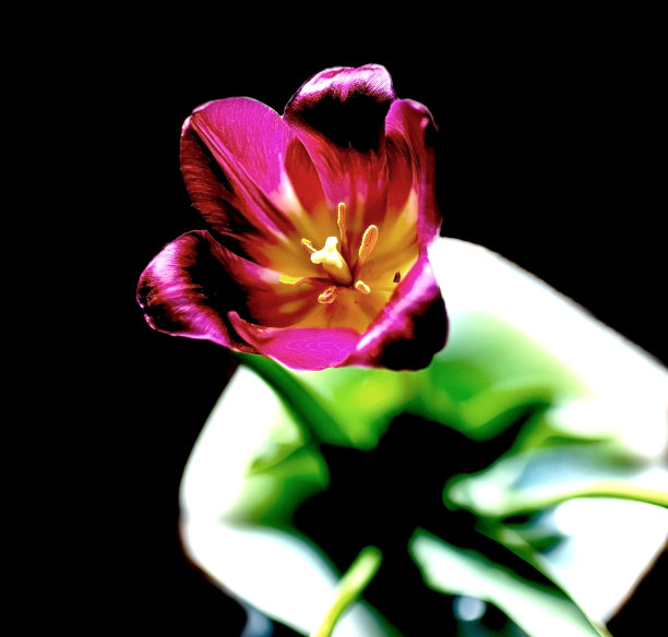 花瓶里鲜红的郁金香图片下载