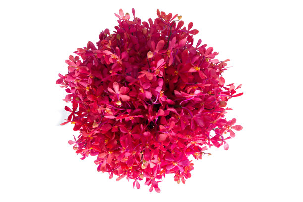 在白色背景上混合花束图片下载