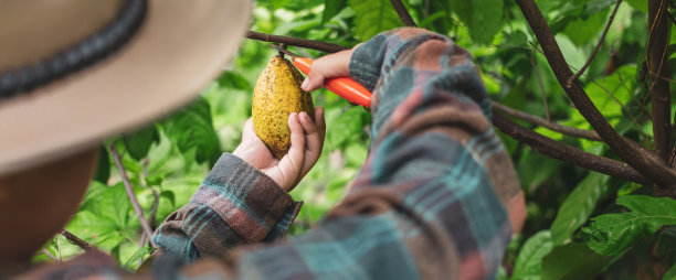 可可农民用剪枝剪从可可树上剪下可可荚或成熟的黄色可可果实的特写镜头。收获农业可可企业生产的产品。图片下载
