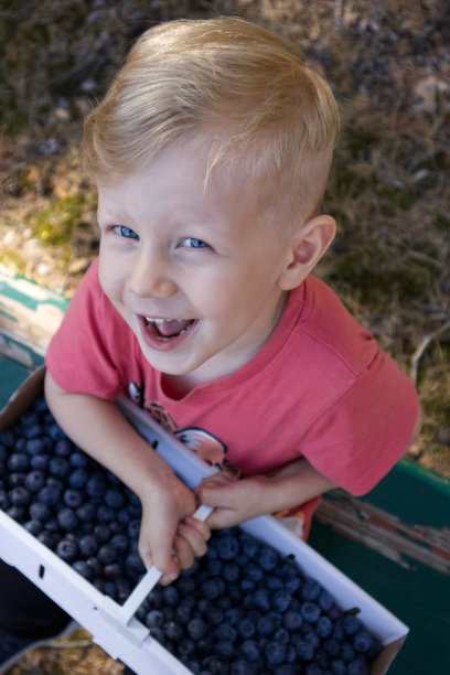 一个金发碧眼的小男孩微笑着拿着一个装着收集的蓝莓的纸篓图片下载