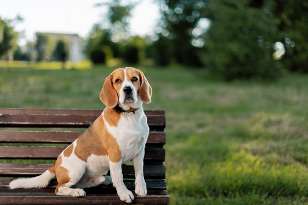 英国比格犬侧身坐在公园长凳上，看着镜头图片下载