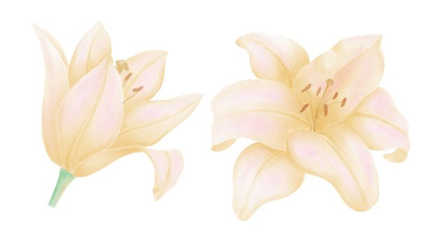 插图黄色百合花在白色背景孤立的装饰元素图片下载