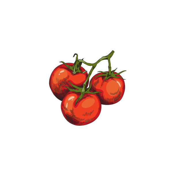 樱桃或灌木番茄树枝手绘颜色图片下载