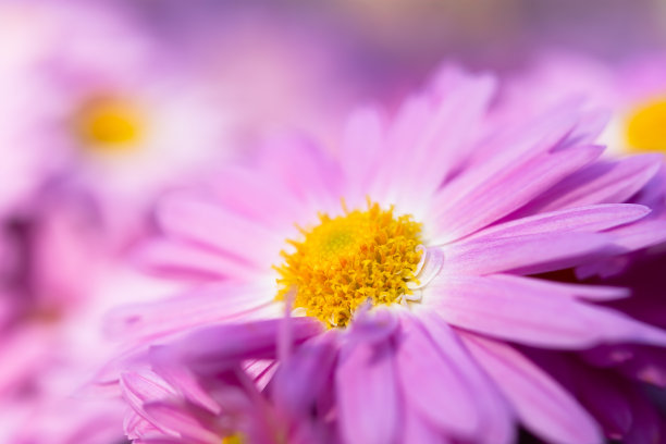 菊花粉红色的宏。娇嫩的玫瑰花瓣在选择性焦点。柔和的明信片素材图片