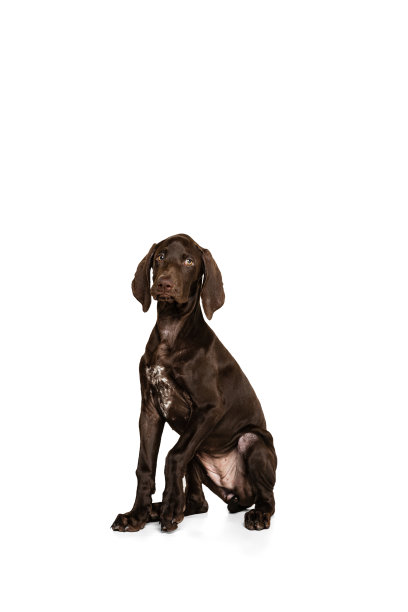 工作室拍摄的美丽，纯种狗，威玛拉犬孤立的姿势在白色背景。冷静,聪明的行为图片下载
