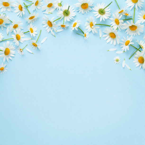 洋甘菊花园的花在蓝色的背景图片下载