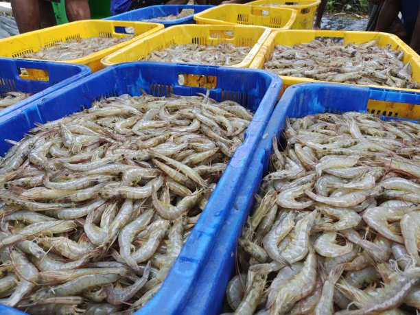 装满了收获的钒虾图片下载