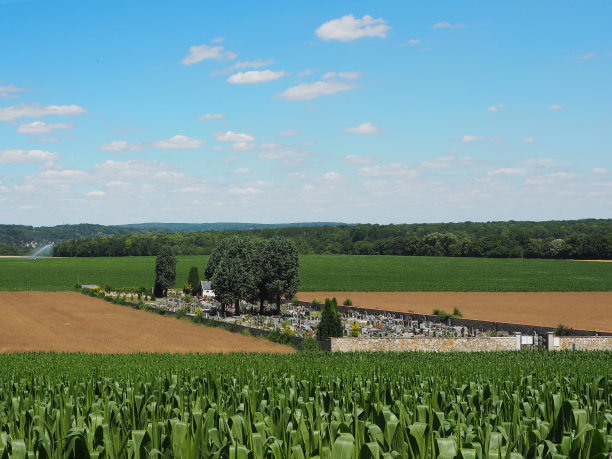 甘蔗种植园图片下载