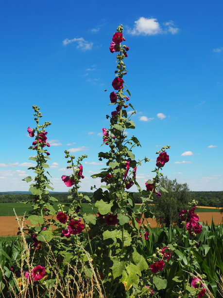 甘蔗种植园图片下载