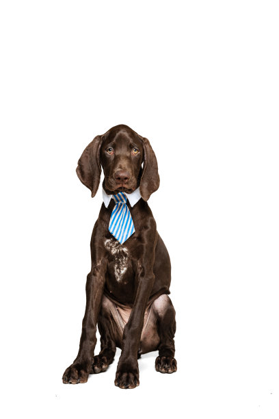 工作室拍摄的美丽，纯种狗，威玛拉犬与领带隔离在白色背景。看起来很严肃图片下载