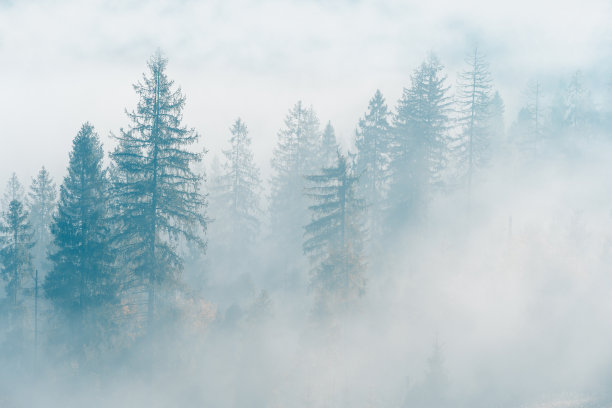 清晨云杉林上的雾。在雾蒙蒙的秋天，山林上云杉的剪影。图片下载