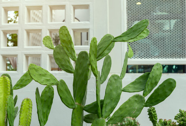 室外多肉的仙人掌靠墙生长图片下载