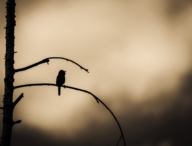 枯树上孤鸟图片下载