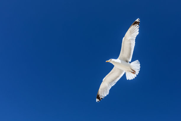 海鸥图片下载