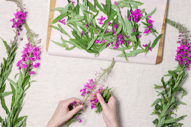 女人用手从桌上背景上的kipreya植物上撕下绿叶，杂草绿叶和花朵放在木托盘上晾干。用天然野生植物制作花草茶，治疗饮料图片下载