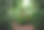 植物园，中间有棕榈树图片下载