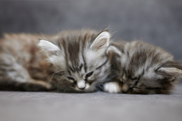 睡两个猫图片下载