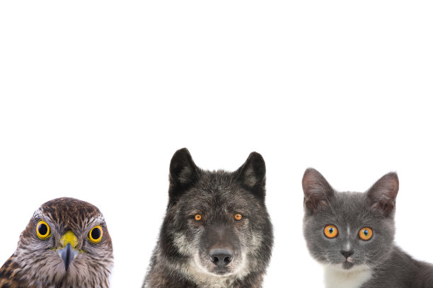 黄色眼睛孤立在白色上的动物图片下载