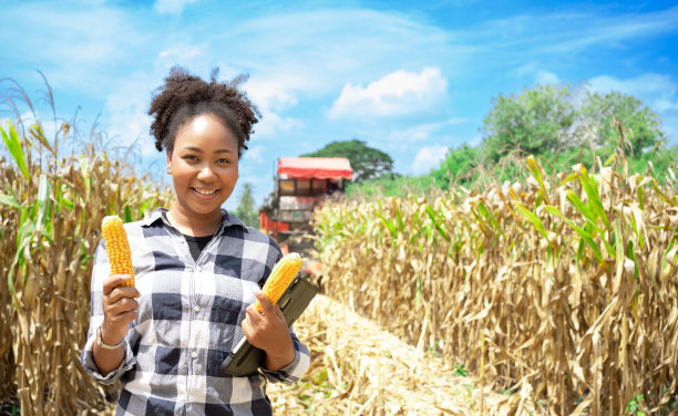 年轻的非洲女农场主在收获季节站在田野上展示玉米棒子。一位黑头发的美国妇女在田里收割玉米时微笑。优质粮食、肥料、夏天。图片下载