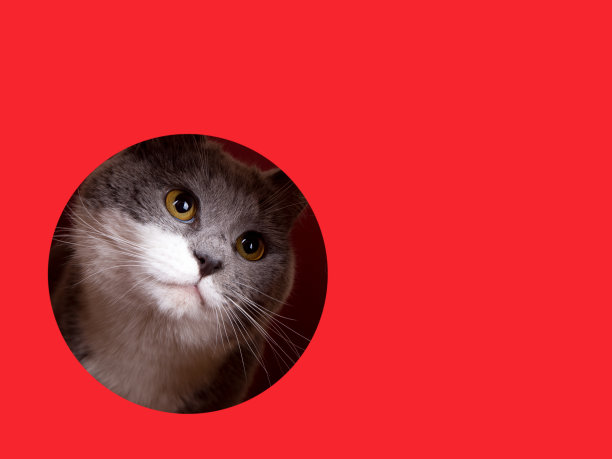 一只可爱的灰色猫在红色的背景上从洞里探出头来。概念、模板、复制空间。图片下载