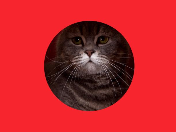 一只可爱的灰色猫在红色的背景上从洞里探出头来。概念、模板、复制空间。图片下载