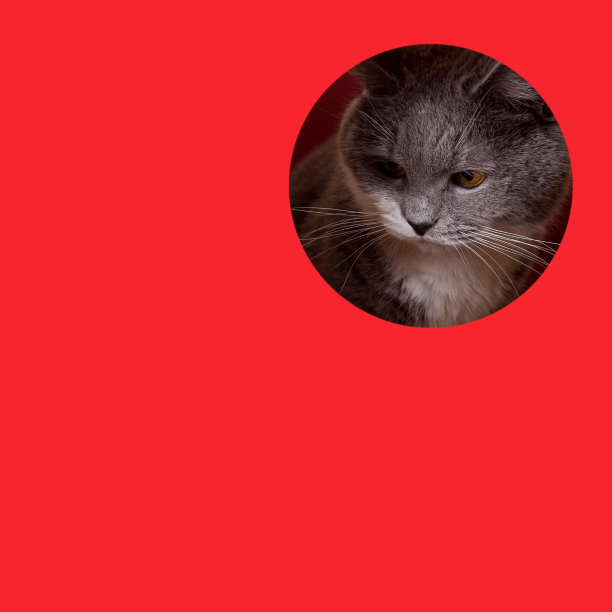 一只可爱的灰色猫在红色的背景上从洞里探出头来。概念、模板、复制空间。图片下载