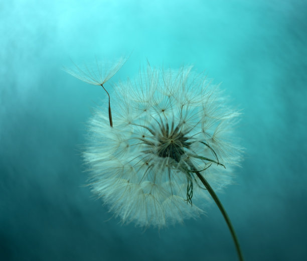 蒲公英花背景为蓝色图片下载