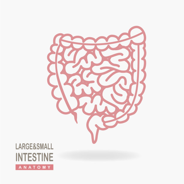 大肠和小肠图标孤立在白色背景图片下载