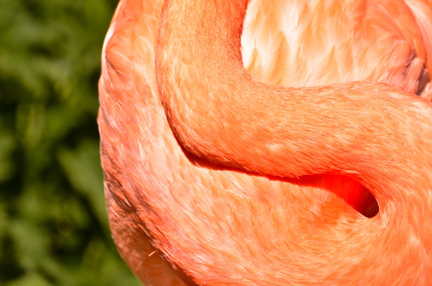 美丽的粉色和橙色火烈鸟在殖民地的肖像和细节图片下载