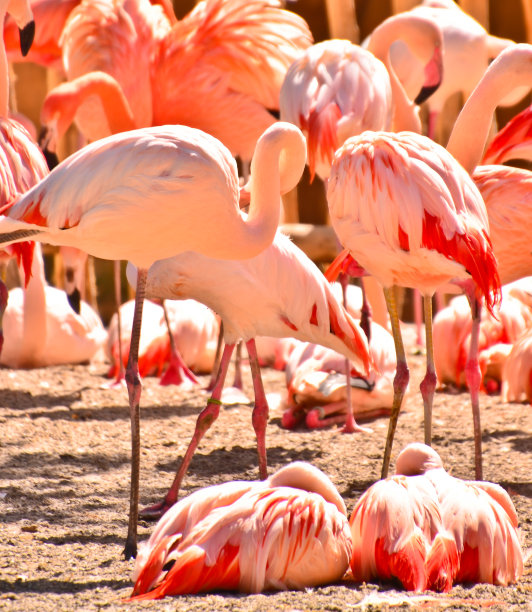 美丽的粉色和橙色火烈鸟在殖民地的肖像和细节图片下载