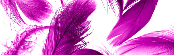 紫色的鸭子羽毛在白色孤立的背景图片下载