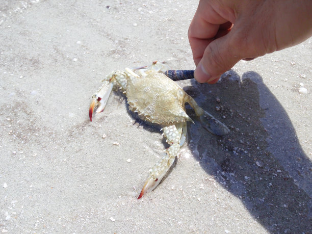 可爱的螃蟹在沙滩上散步图片下载
