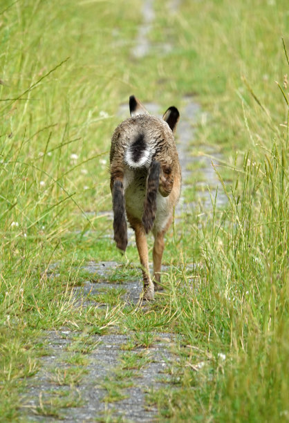 野兔从摄影师身边跳开图片下载