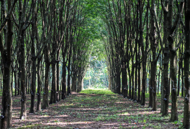 橡胶的花园。图片下载
