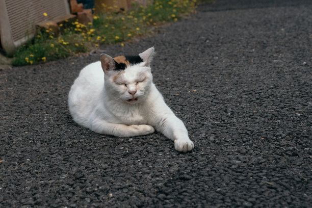 独特花脸的三花猫图片下载