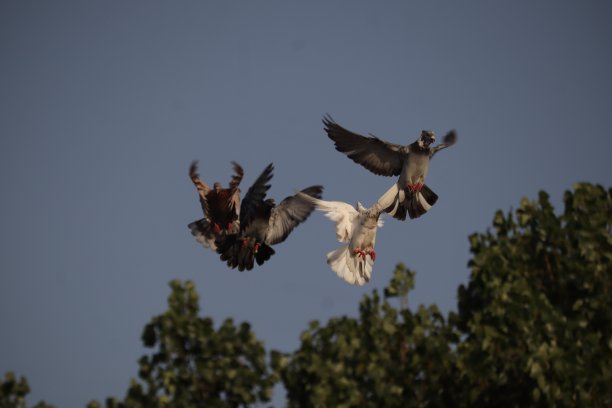 飞翔的鸽子图片下载