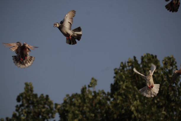 飞翔的鸽子图片下载
