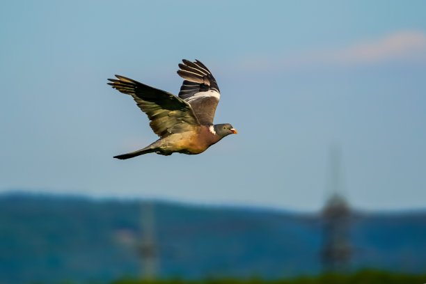 鸽子在蓝天的背景下飞过山丘图片下载