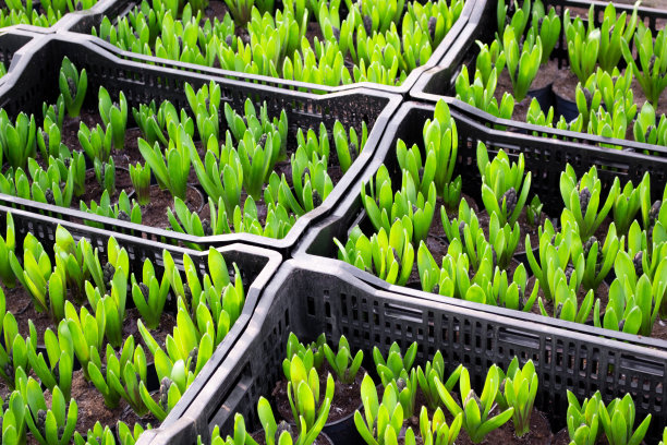 容器中有大量的风信子芽和明亮多汁的绿色叶子。春天的花朵公平。绿色背景图片下载