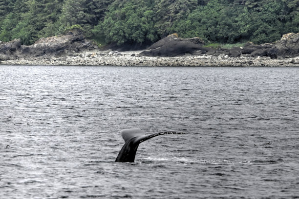 座头鲸尾波图片下载