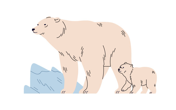 白北极熊生活在野外的北极图片下载