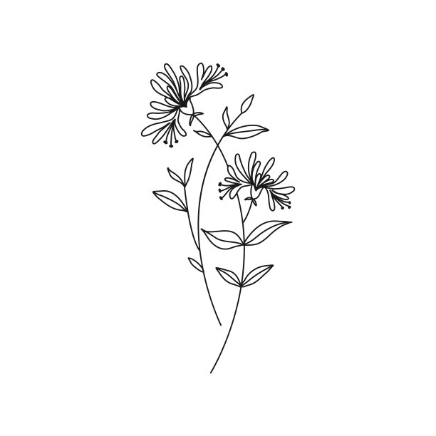 金银花六月生月花图片下载